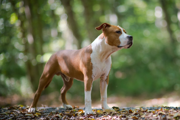 Amstaff